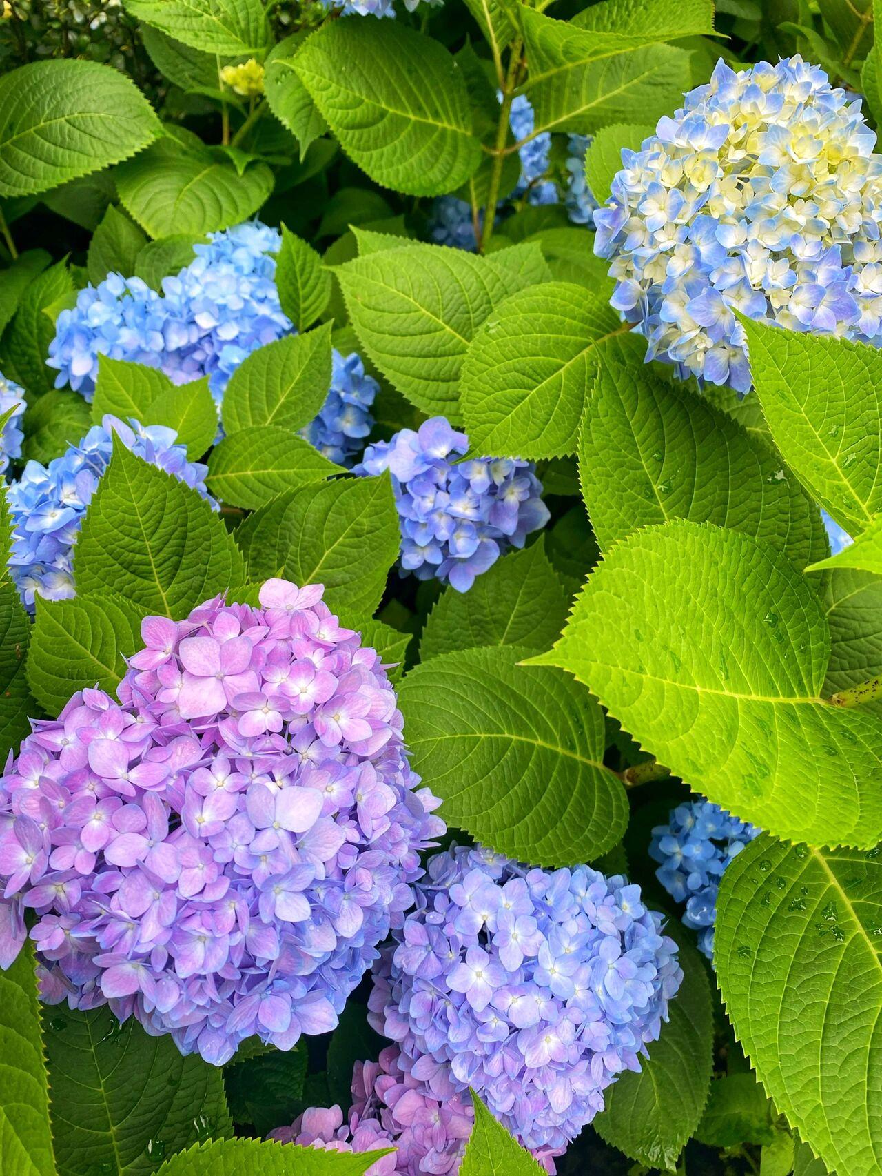 重慶奧林匹克花園一期2樓戶(hù)型圖_一樓花園裝修效果圖_5圖汪府花園1樓